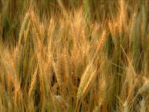 الأردن يلغي مناقصة لشراء القمح مع ارتفاع الأسعار الروسية