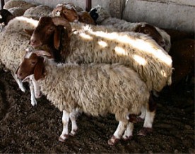 تجار يسعون للحصول على أغنام سورية مهربة مقابل 5 دنانير للرأس