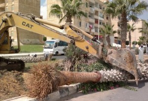 الحكومة تسمح بإزالة 750 شجرة رغم احتجاج الزراعة