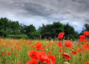 أجواء صيفية ودرجات الحرارة إلى انخفاض الأربعاء