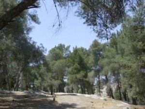 أبو غنيمة : أشجار "الجيش العربي" لن يكون مصيرها القطع