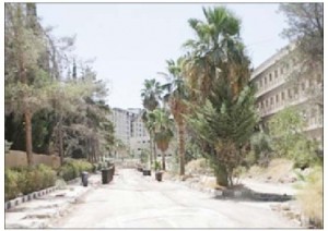 احتجاجات على قرار إزالة 750 شجرة في مبنى القيادة في العبدلي