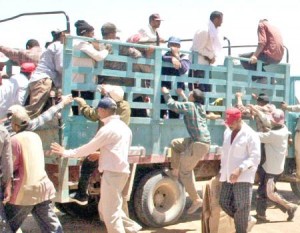 وريكات: 1.2 مليون مهاجر غير شرعي في الأردن