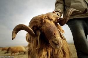 المواقع المحددة لبيع الأضاحي في عمّان