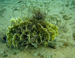 فوسفات وفوط وبلاستيك ومسامير تلوث شاطئ العقبة.. صور