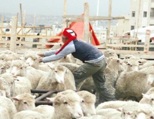 توجه لاستيراد 40 الف رأس خراف حية من سوريا