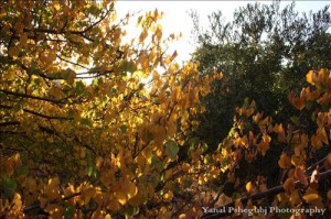 الأربعاء : اجواء خريفية