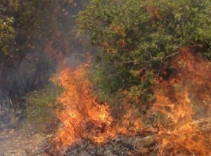 حريق يأتي على عشرات الأشجار الحرجية والمثمرة في عجلون