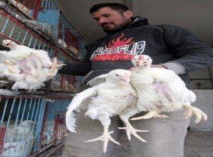 ترجيح ارتفاع أسعار الدجاج 10 %