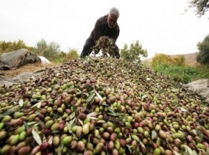 دائرة الإفتاء: الزكاة على زيت الزيتون واجبة