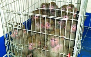 احباط محاولة لتهريب قرود وطيور في الرمثا