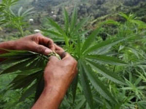 مزرعة ماريغوانا في الاردن ... تفاصيل