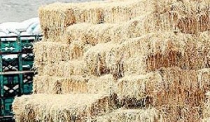 متنفذون يحتكرون الأعلاف المدعومة ويتاجرون بها بأسعار عالية.. واجتماع حكومي طارئ غداً