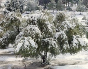 الأمطار تعم المملكة والثلوج في الجنوب