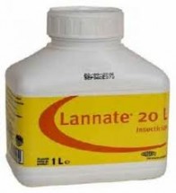 العقبة: قتلوا ابنتهم بالسم