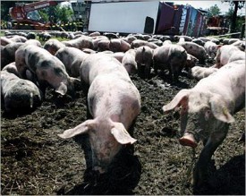 وفاة ثالثة بانفلونزا الخنازير في الاردن