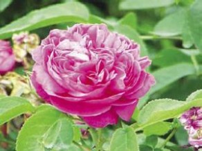 «اتحاد المزارعين» يطالب بمنع استيراد نباتات الزينة الإسرائيلية