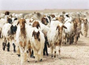 نفوق 85 رأسا من الماشية في الأغوار الجنوبية