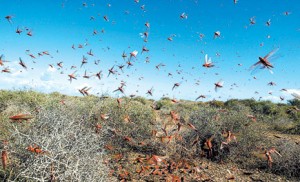 طائرتان و 67 آلية عسكرية لمواجهة الجراد