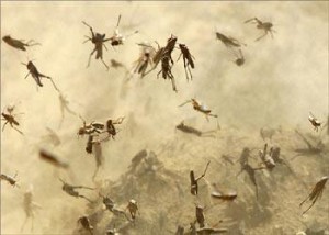 فلول من الجراد تدخل العقبة