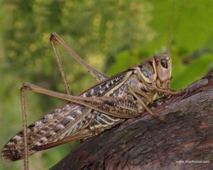 الجنادب تهاجم الطفيلة