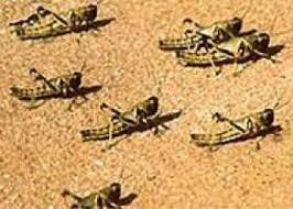 القضاء على "الجراد" في الغور