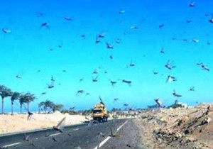 الجراد وصل مادبا .. و"الزراعة" تستنفر