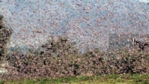 الجراد يصل جنوب عمان ومسؤولون يصرحون .. الوضع حرج