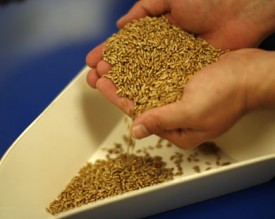 ضغوط لإدخال شحنة قمح 'فاسدة' إلى الأسواق الاردنية