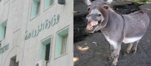 الزراعة تصرف راتب شهري لحمار يقوم بسقاية المشاتل والغابات