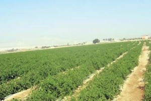 الأغوار: كالعيس في البيداء يقتلها الظمأ