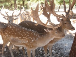 اختفاء 132 غزالاً من محمية دبين في جرش