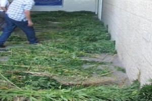 القبض على اربعة اشخاص بحوزتهم كميات من الماريغونا في عمان