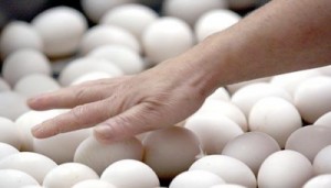 أسعار البيض تنخفض 50% في رمضان