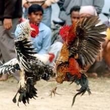 الشونة الجنوبية:إصابة باكستانيين في مصارعة ديوك