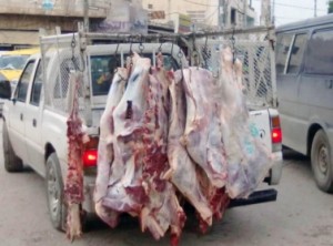 كيف تُنقل اللحوم في الغور الشمالي؟! - صورة