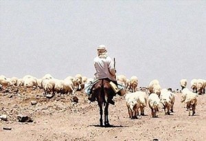 ابادة لاغنام مهربة تحمل مخدرات في صوفها