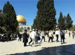 مستوطنون يقتحمون الاقصى وسط حراسات مشددة