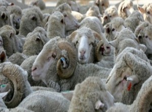 البلدي بـ "290" دينار .. والروماني يهيمن بـ "180" دينار