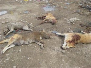 الأمن العام يقتل الكلاب التي اكلت الطفل و نهشت اعضاؤه التناسلية