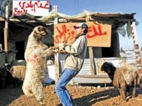 بالاردن فقط  .. خروف  العيد بالتقسيط