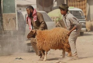 الإفتاء: الأفضل ألا يستدان للأضحية