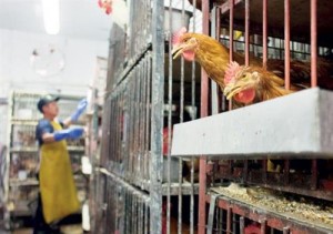 أﻛﺎدﯾﻣﻲ أردﻧﻲ ﯾﻔﺗﻲ ﺑﺟواز اﻟﺗﺿﺣﯾﺔ ﺑﺎﻟدﺟﺎج.. واﻟﺧﺻﺎوﻧﺔ: اﻷﺳﻌﺎر ﻟﯾﺳت ﻋذراً