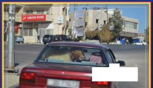 من هو الراكب الرابع .. علق