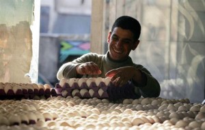 "الصناعة" تحدد سقوفاً سعرية لبيض المائدة