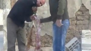 هل بدأ السوريون يأكلون لحوم القطط؟