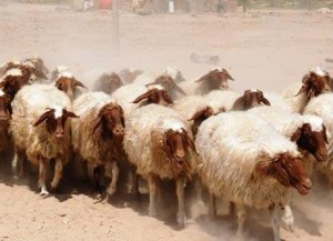 "حرس الحدود" تحبط تهريب أغنام من سوريا إلى الأردن