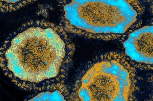 سموع شيعت ضحية (كورونا) من دون فتح التابوت