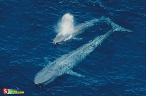 تعرف على أضخم مخلوق على وجه الأرض