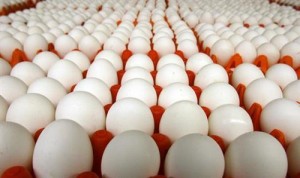 رغم ارتفاع سعره في الأسواق.. "الزراعة" ستصدر البيض الى تركيا